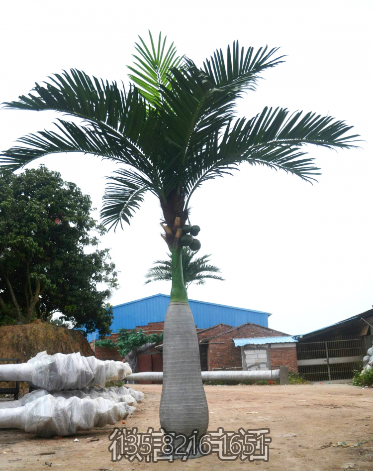 仿真椰子樹(shù)